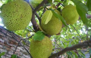 菠蘿蜜施復(fù)合肥時間和菠蘿蜜不開花的原因及解決措施大揭秘??！