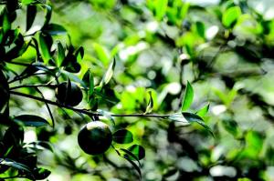 茶農(nóng)告訴你油茶如何施復(fù)合肥！油茶復(fù)合肥施肥技術(shù)在這里！