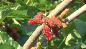 老農(nóng)告訴你桑椹復(fù)合肥如何施用才能高產(chǎn)高收！！